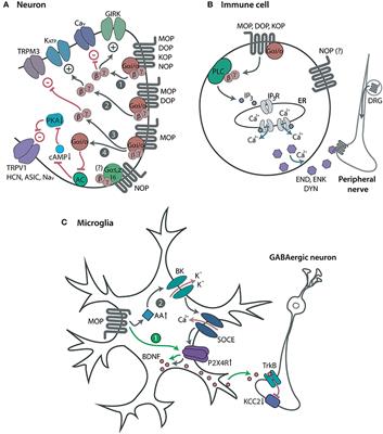 Opioid Receptors in Immune and Glial Cells—Implications for Pain Control